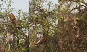 Clip: Khỉ mẹ ôm con giao tranh ác liệt với hổ dữ trên ngọn cây