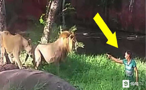 Hoảng hồn clip ‘ma men’ mò vào chuồng sư tử, đòi bắt tay chúa tể sơn lâm