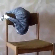 Clip: Phì cười với hành động kỳ quặc 'khó đỡ' của chú mèo