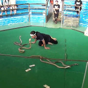 Rợn tóc gáy clip người đàn ông thủ thỉ ‘trò chuyện’, hôn rắn hổ mang