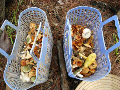 Người Hà Nội tranh mua 'thần dược giải nhiệt' giá 800.000 đồng/kg