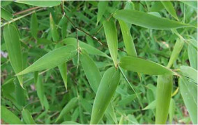 Tác dụng bất ngờ từ lá tre