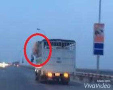 Lợn nhảy xuống từ xe tải đang chạy, cố 'đào tẩu' trên cầu Thăng Long