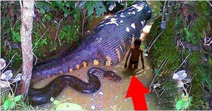 Khiếp sợ những loài sinh vật nguy hiểm nhất rừng rậm Amazon