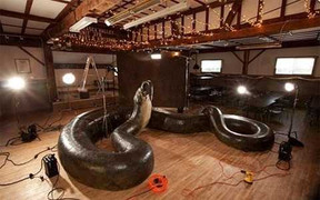 Phát hoảng vì phát hiện trăn khổng lồ trong phòng ngủ giữa đêm