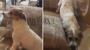 Phì cười clip chú chó sợ 'rúm ró' khi xem phim kinh dị