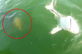 Cá mú khổng lồ nuốt chửng cá mập dài 1,5m ngay trên lưỡi câu ngư dân