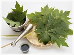 Tác dụng thần kỳ của lá đu đủ