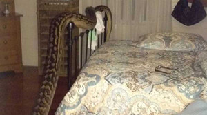 Nửa đêm, hoảng hồn phát hiện trăn 'khủng' vắt vẻo từ phòng khách vào phòng ngủ