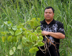 Những cây cỏ thần kỳ trị bệnh xương khớp, gout của ông lang Giáy