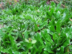 Rau mùi tàu: Dược liệu tuyệt vời từ lá đến hạt