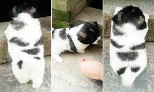 Cười vỡ bụng clip cún con hì hục trèo qua bậc cửa