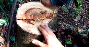 Cảnh tượng phá hoại nghiêm trọng rừng lim xanh ở đông bắc dãy Yên Tử