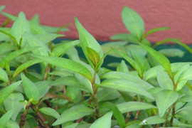 Rùng mình trước những tác hại ít biết từ rau răm