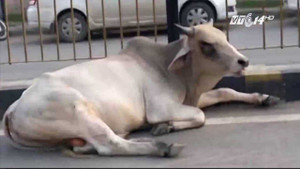 Ấn Độ muốn thành lập Bộ... Bò