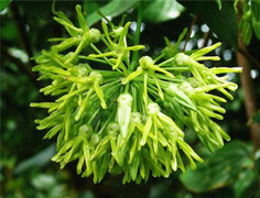 Hoa thiên lý: Thuốc quý từ gốc tới ngọn không phải ai cũng biết