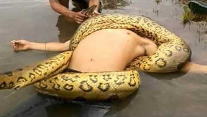 Ghê rợn những vụ 'quái vật' anaconda hung bạo tấn công con người