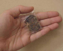 Thực hư chuyện phát tài nhờ sở hữu nhau thai mèo