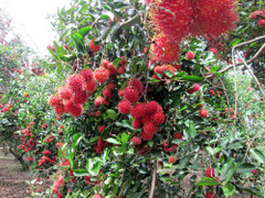 VinEco ra mắt sản phẩm chôm chôm sạch