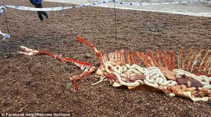 Phát hiện bộ xương 'khủng' nghi của quái vật hồ Loch Ness