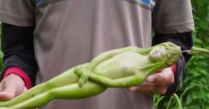 Kỳ lạ loài trái cây có hình dạng cơ thể phụ nữ