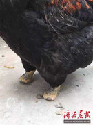 Kinh ngạc gà cụt hết ngón chân vẫn đứng vững như không