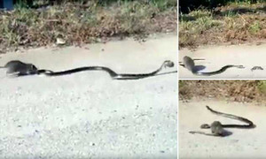 Chuột mẹ lao vào cắn xé rắn đói, giải cứu chuột con