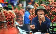 Thực hư chuyện ăn vải mắc bệnh viêm não Nhật Bản