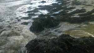 Lý giải hiện tượng rong biển chết ồ ạt dạt vào biển Quảng Bình