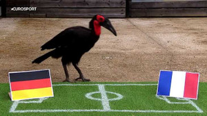 Chim tiên tri Nelson gây sốc: Đoán chính xác 4 trận tứ kết, 2 trận bán kết Euro 2016