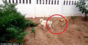 Chó hợp sức cắn đứt đôi rắn hổ trâu dài 1,5m cứu chủ