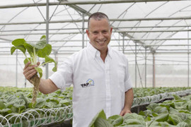 Rau “siêu sạch” VinEco được trồng như thế nào?