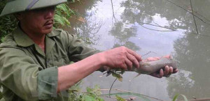 Tìm ra thủ phạm khiến cá chết trắng ở đầu nguồn sông Đà