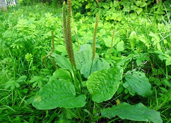 Cây mã đề trị bách bệnh từ trong ra ngoài