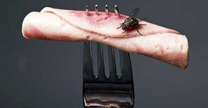 Điều gì xảy ra khi ruồi đậu vào thức ăn?