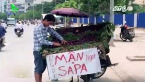 Cách nhận biết mận Sa Pa và mận Trung Quốc