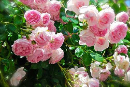 Hướng dẫn cách trồng hoa hồng leo đúng chuẩn