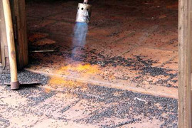 Tuyệt chiêu đơn giản xua đuổi bọ đậu đen