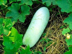 Tác dụng phụ khôn lường khi ăn bí đao sai cách