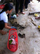 Thanh Hóa: Thương lái Trung Quốc len lỏi vùng giáp biên dụ dân bán đỉa