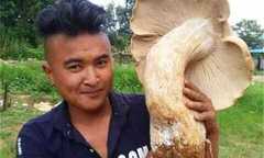 Xôn xao phát hiện 3 cây nấm khổng lồ chưa từng thấy
