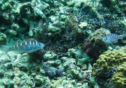 Loài cá giao phối liên tục, tự 'chuyển giới' 20 lần/ngày