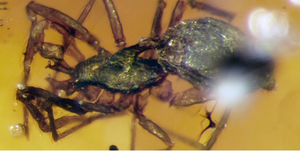 Cận cảnh hóa thạch nhện 99 triệu năm tuổi