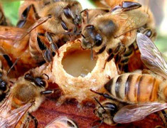 Những chuyện thú vị và ngỡ ngàng về sữa ong chúa