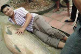 Bắt được cá trắm 'khủng' nặng 52 kg, dài bằng người lớn