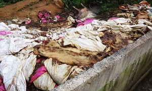 Rúng động doanh nghiệp vứt hàng trăm xác heo thối ra sông Sài Gòn