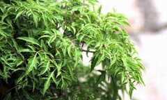 Tác dụng chữa bệnh tuyệt vời của cây đinh lăng và những lưu ý khi dùng
