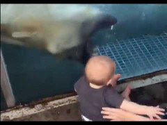 Gấu Bắc Cực nặng nửa tấn hung tợn đòi cắn em bé