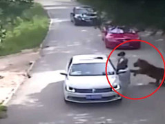 Clip sốc: Nữ du khách bị hổ vồ chết trong công viên hoang dã