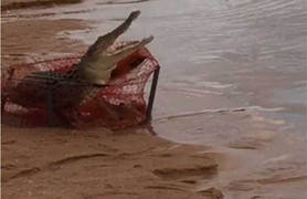 Hoảng hồn phát hiện cá sấu dài 2 mét mắc kẹt trong lưới bắt cua